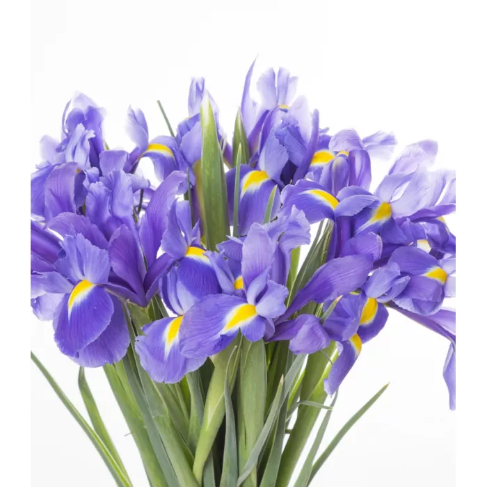Букет из синего ириса 15 шт Букет из синего ириса 15 шт