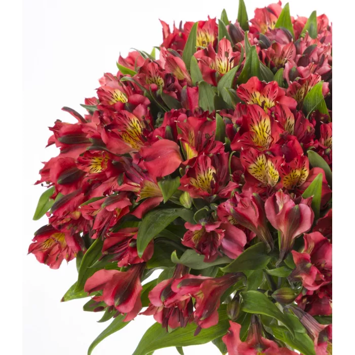 Букет из 21 красной альстромерии