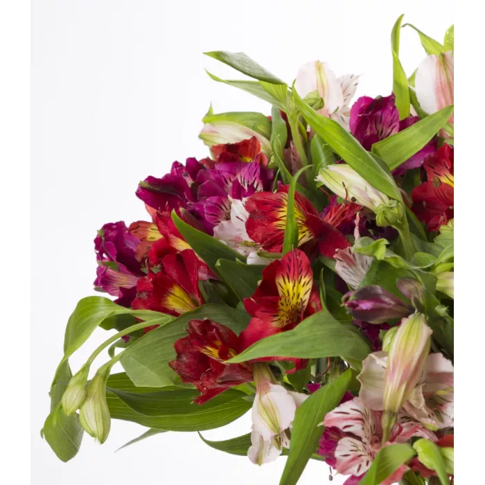 Букет из 21 разноцветной альстромерии