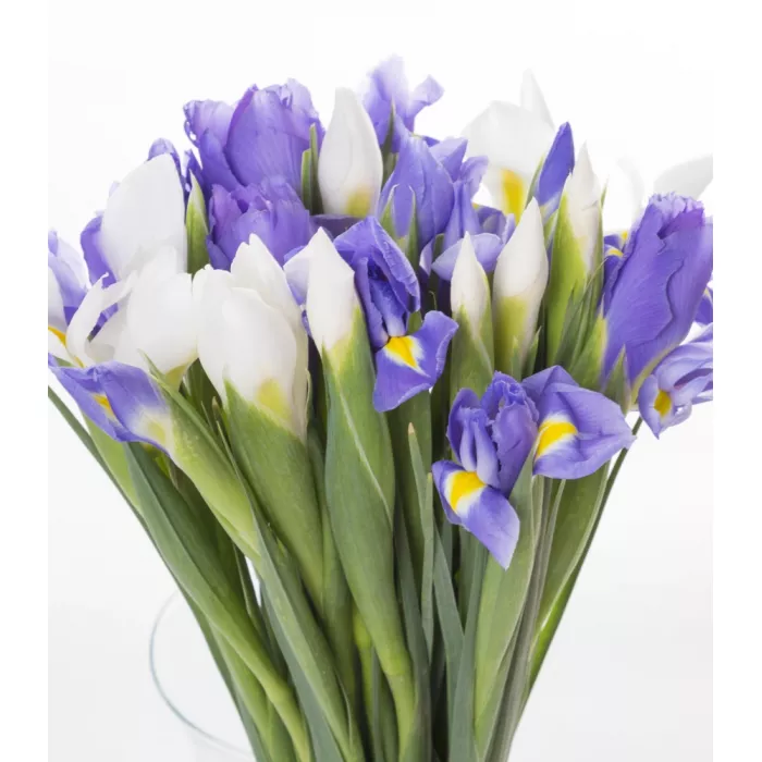 Букет из белого и синего ириса 25 шт