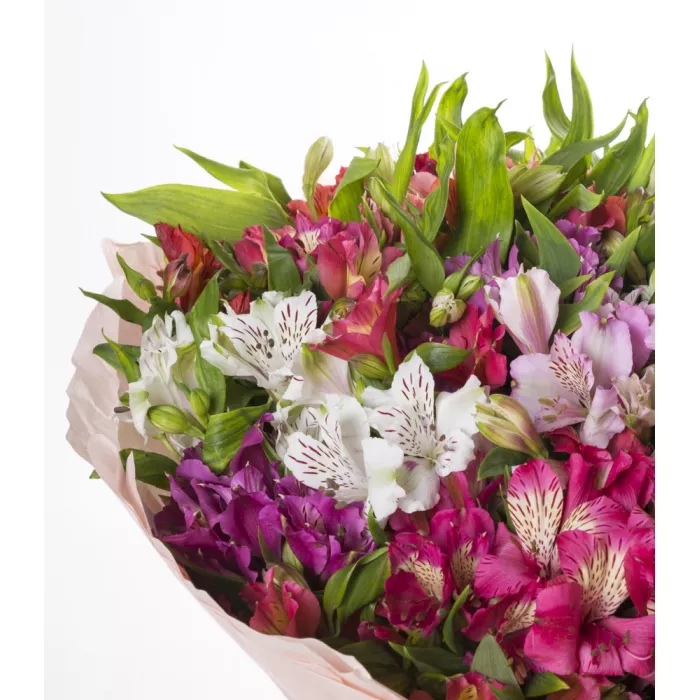 35 разноцветных альстромерий