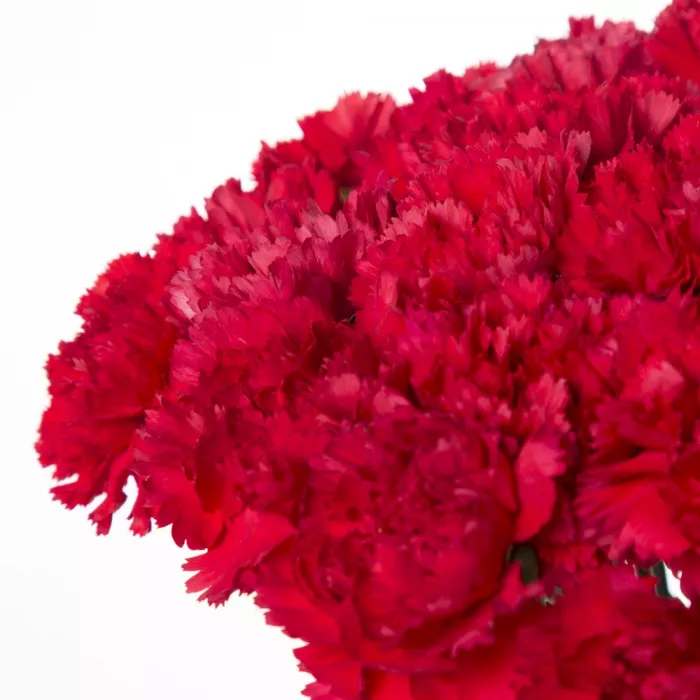 51 красная гвоздика