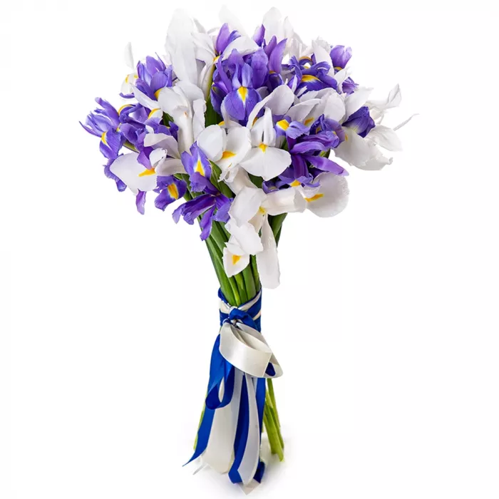 Букет из 11 разноцветных ирисов