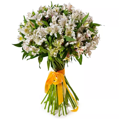 Букет цветов для жены из 35 белых альстромерий