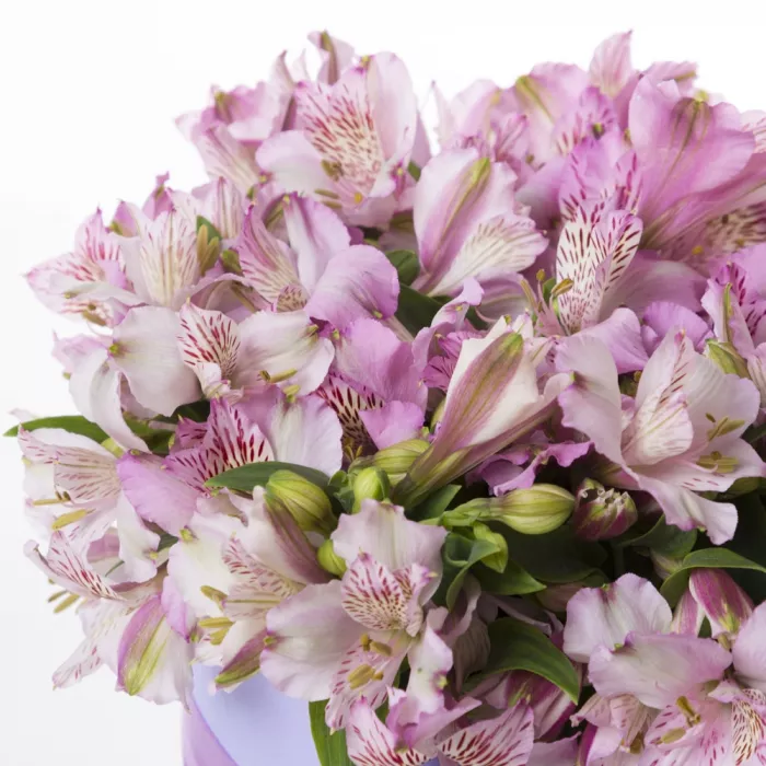 15 альстромерий в шляпной коробке