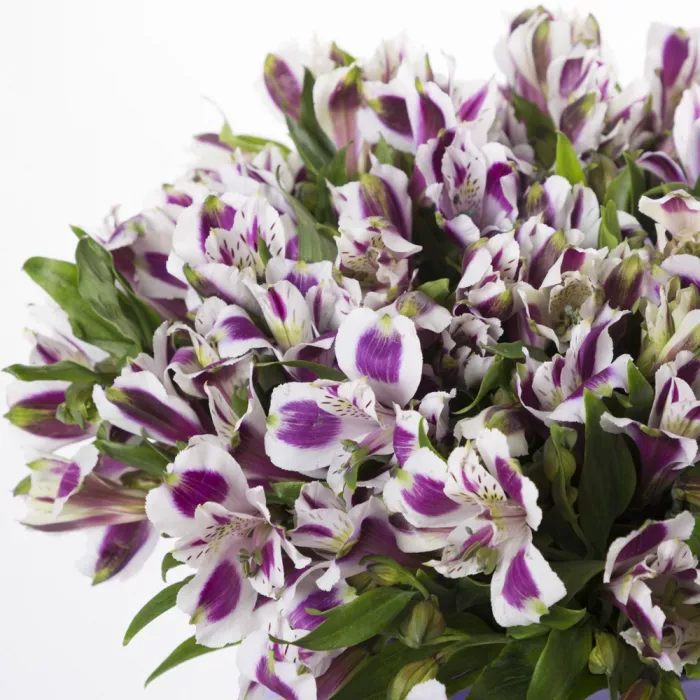 21 альстромерия в шляпной коробке