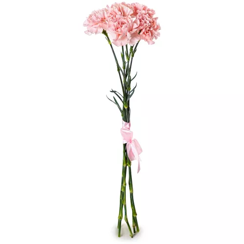 5 розовых гвоздик