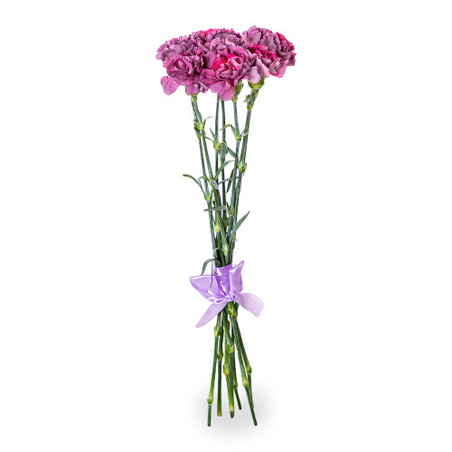 7 фиолетовых цветов гвоздик