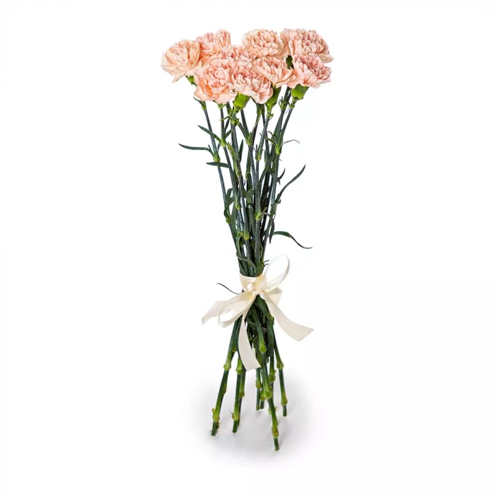 11 кремовых гвоздик 11 кремовых гвоздик