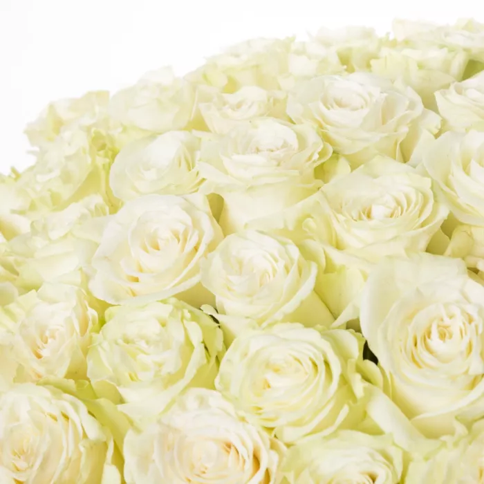 101 белая роза Эквадор 70 см