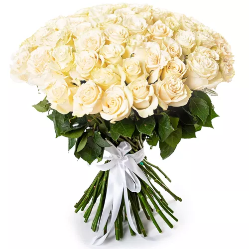 75 белых длинных роз Эквадор 70 см