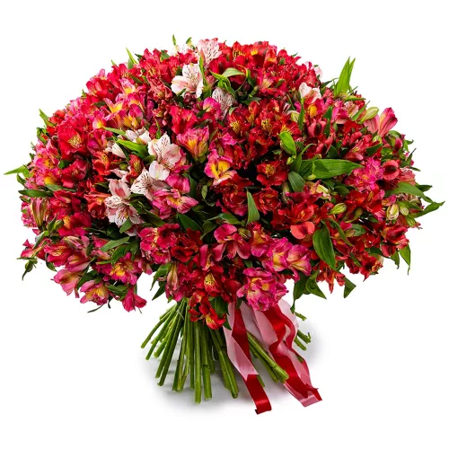 Букет из 101 разноцветной альстромерии