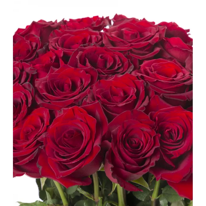 25 красных роз Эквадор 70 см