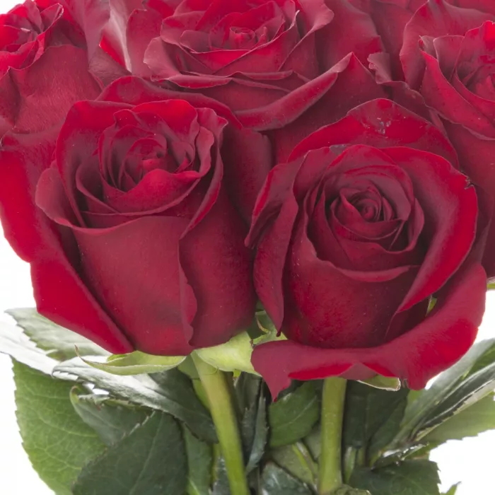 Букет из 7 красных роз Эквадор 70 см