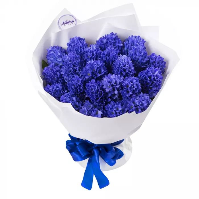 Букет из синего гиацинта 25 шт Букет из синего гиацинта 25 шт