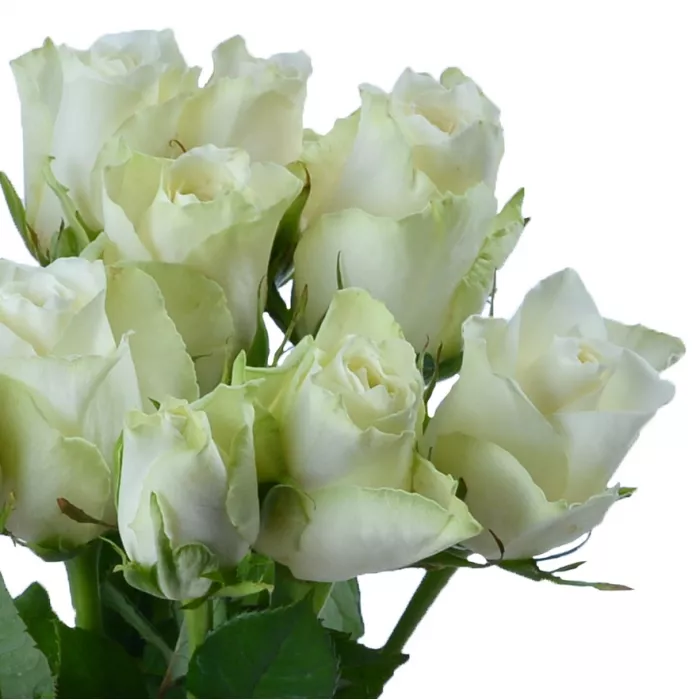 11 белых роз