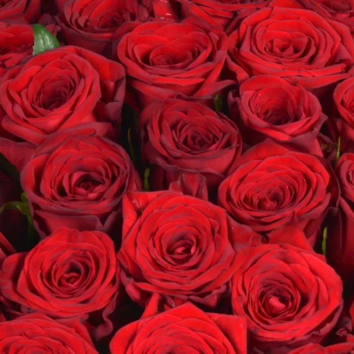 Шляпная коробка с букетом из 51 розы premium