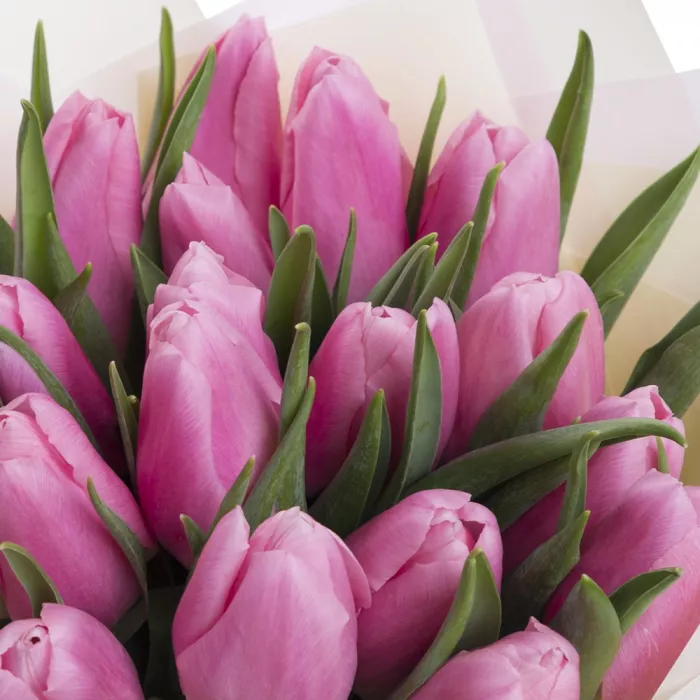 19 розовых тюльпанов