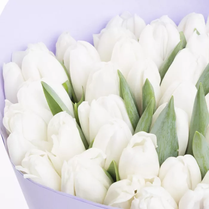Букет из 35 белых тюльпанов
