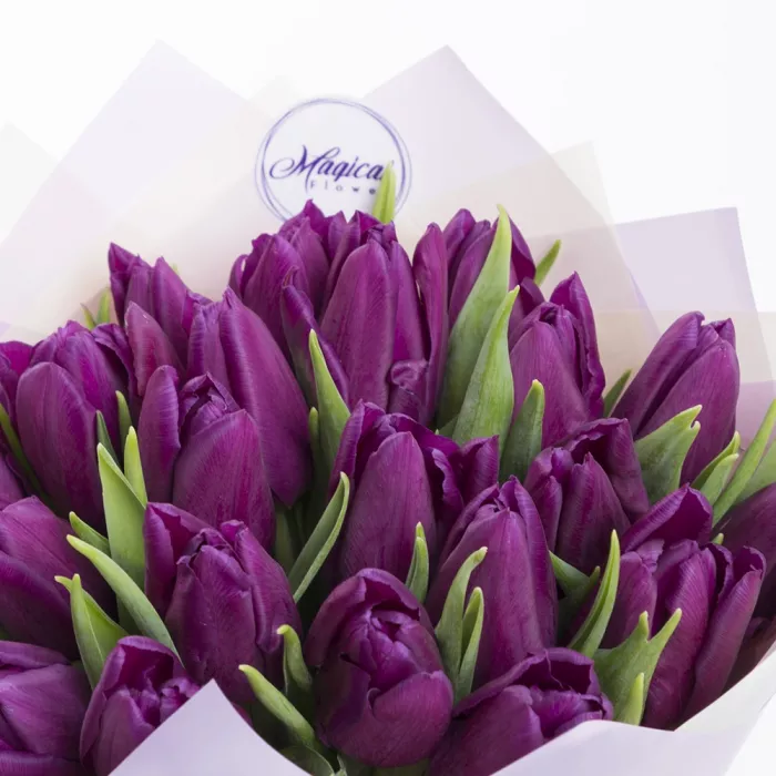 21 сиреневый тюльпан 21 сиреневый тюльпан