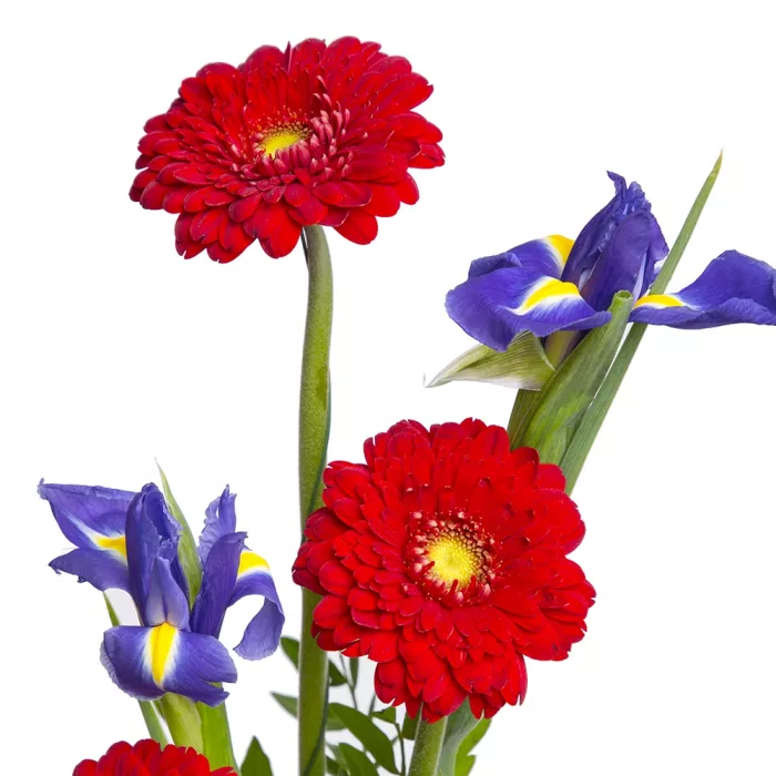 Букет из красных гербер и ирисов