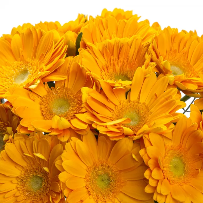 Букет из 21 желтой герберы