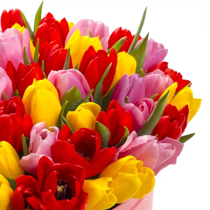 51 тюльпан в шляпной коробке