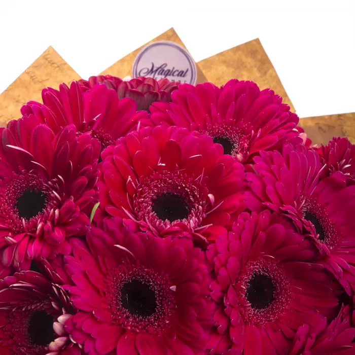 21 малиновая гербера