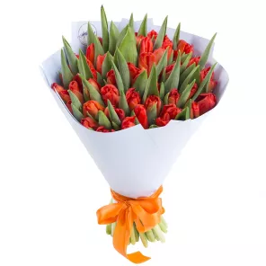 Букет из 51 красного тюльпана