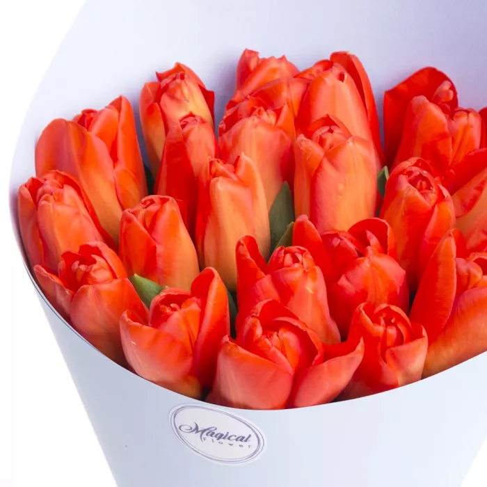 21 оранжевый тюльпан