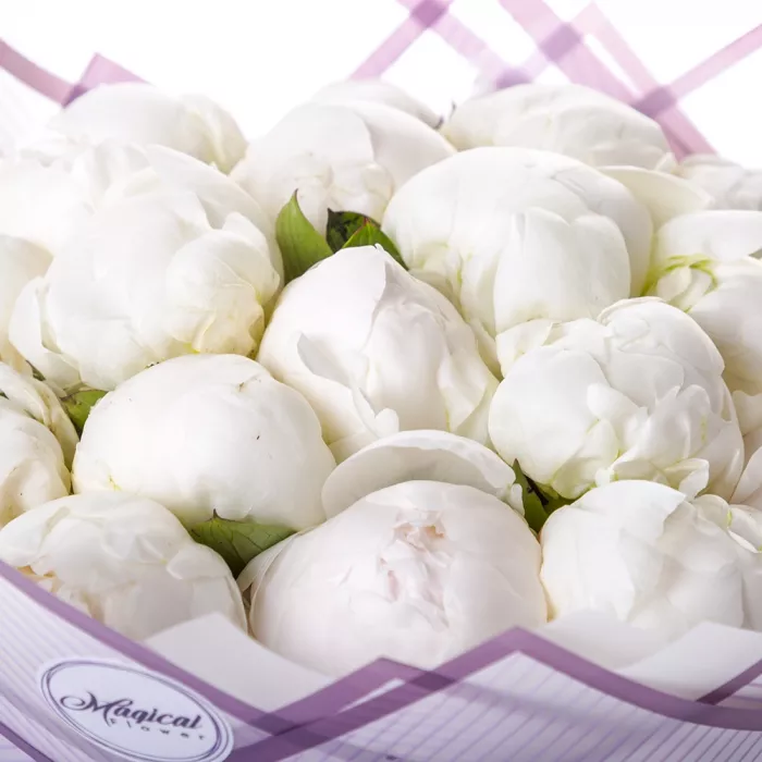 Букет из 19 белых пионов