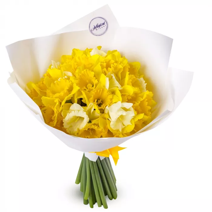 Букет из 25 нарциссов Букет из 25 нарциссов