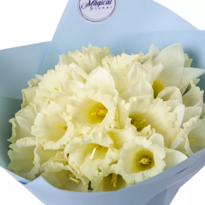 Букет из 21 белого нарцисса