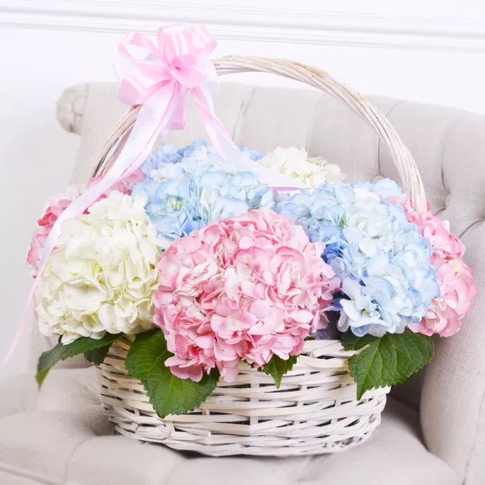Корзина 11 Гортензий