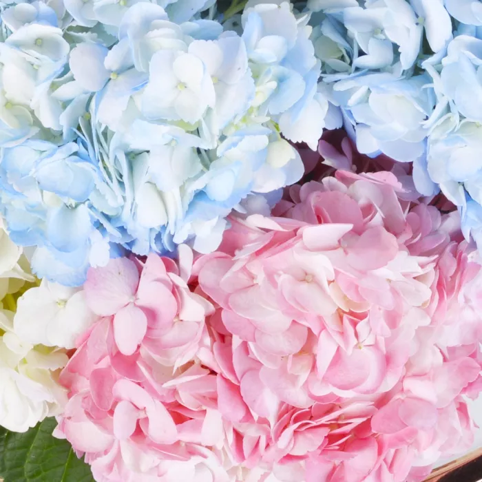 Корзина 11 Гортензий