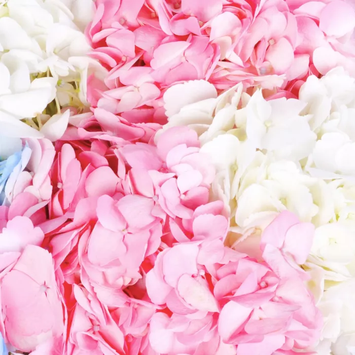 Букет из 5 гортензий