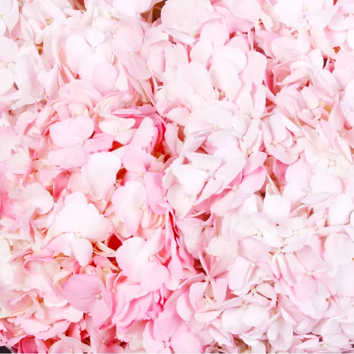 Букет из 5 розовых гортензий