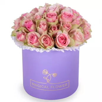 Букет из 25 бело-розовых роз в фиолетовой шляпной коробке