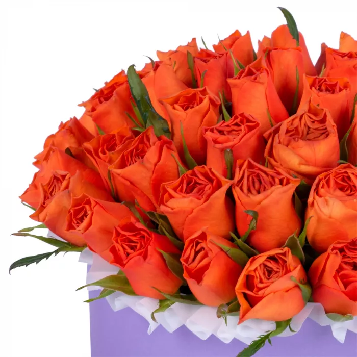 51 оранжевая роза в фиолетовой шляпной коробке