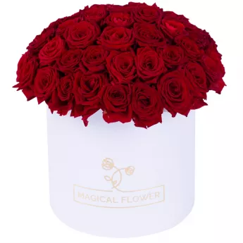 Букет из 51 красной розы premium в белой шляпной коробке