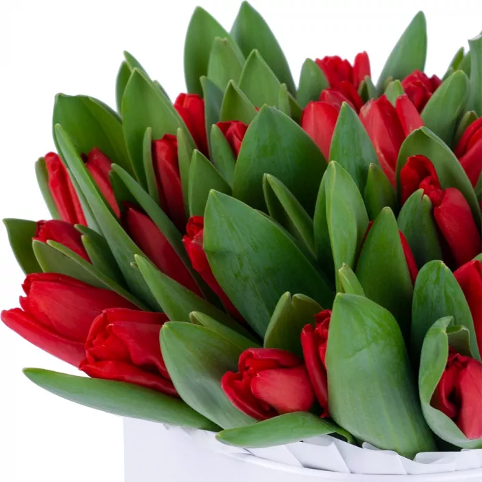 51 красный тюльпан в белой шляпной коробке
