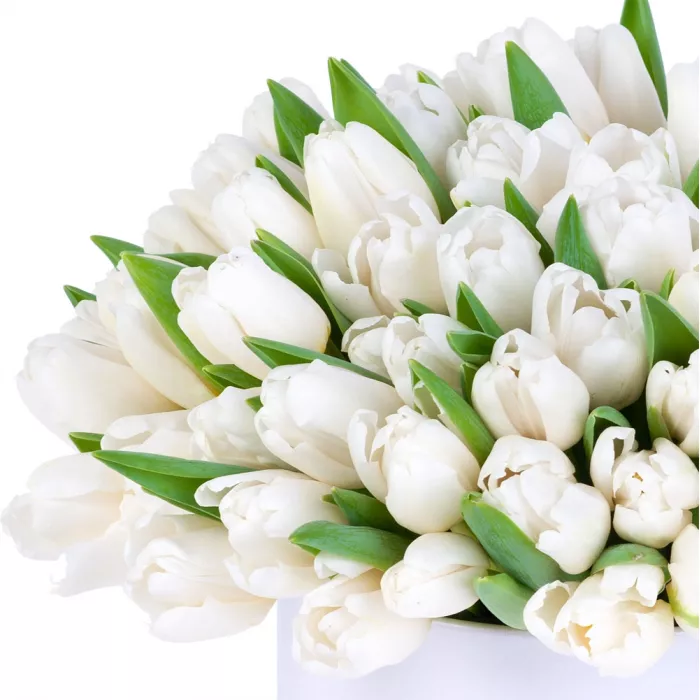 101 белый тюльпан в белой шляпной коробке