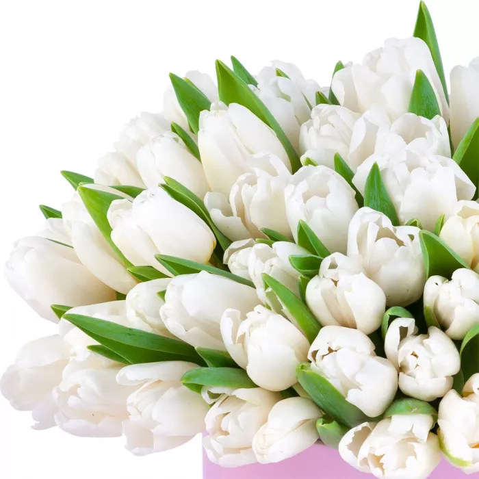 101 белый тюльпан в розовой шляпной коробке