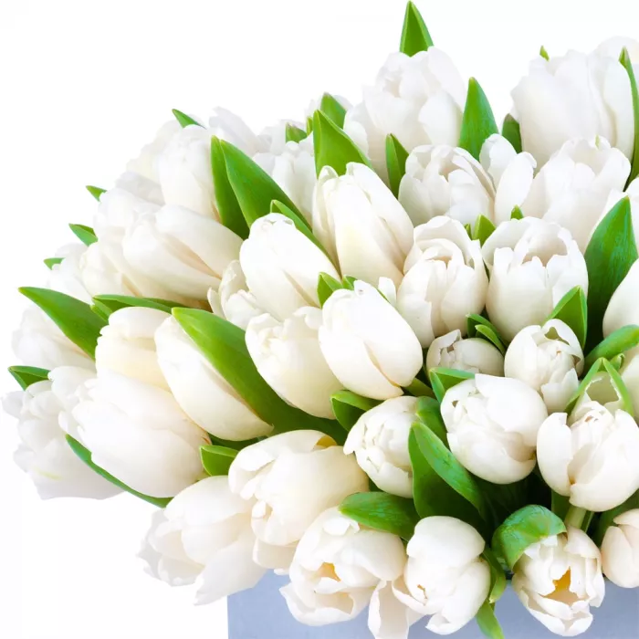 51 белый тюльпан в серой бархатной шляпной коробке