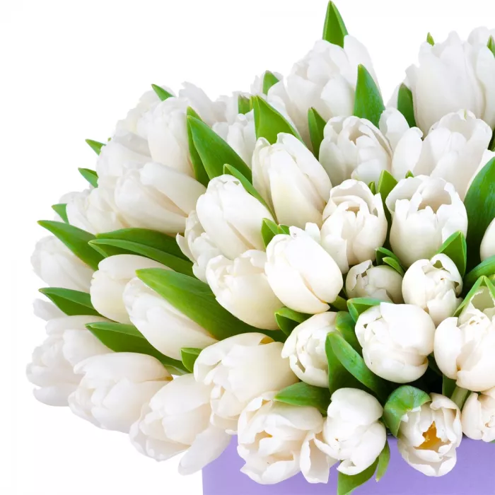 101 белый тюльпан в фиолетовой шляпной коробке
