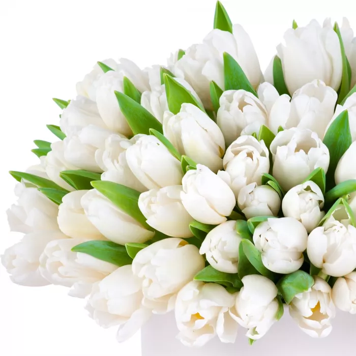 101 белый тюльпан в кремовой шляпной коробке