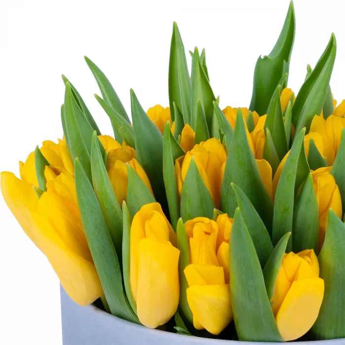 51 желтый тюльпан в серой бархатной шляпной коробке