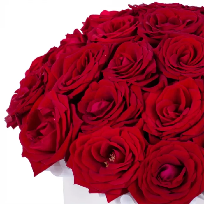 25 роз premium в кремовой шляпной коробке