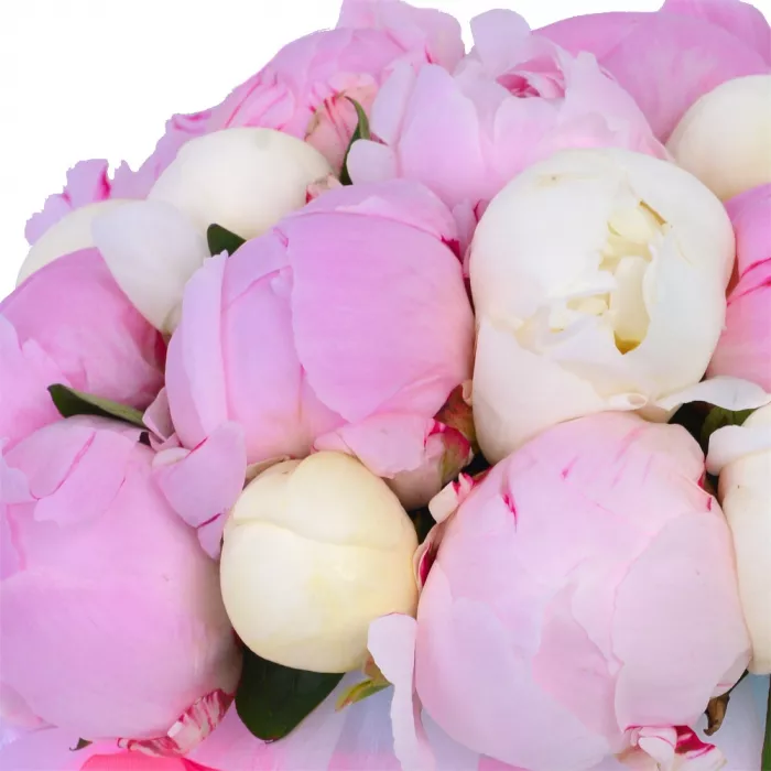 Букет из 19 разноцветных пионов в голубой шляпной коробке