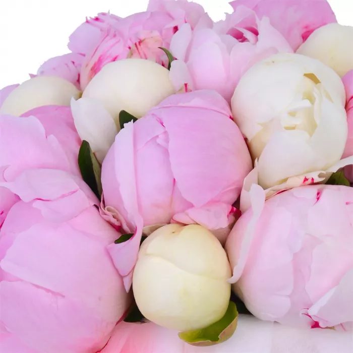 Букет из 19 разноцветных пионов в кремовой шляпной коробке